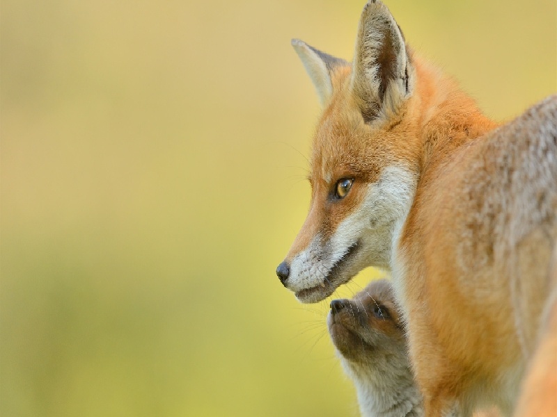 试管养卵失败（试管卵巢粘连子宫）